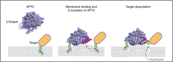 Palmitoylated acyl protein thioesterase APT2 deforms membranes to extract substrate acyl chains