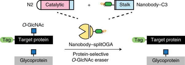 Target protein deglycosylation in living cells by a nanobody-fused split <i>O</i>-GlcNAcase