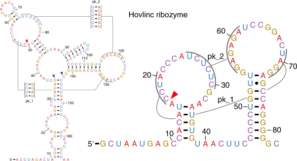 Hovlinc is a recently evolved class of ribozyme found in human lncRNA