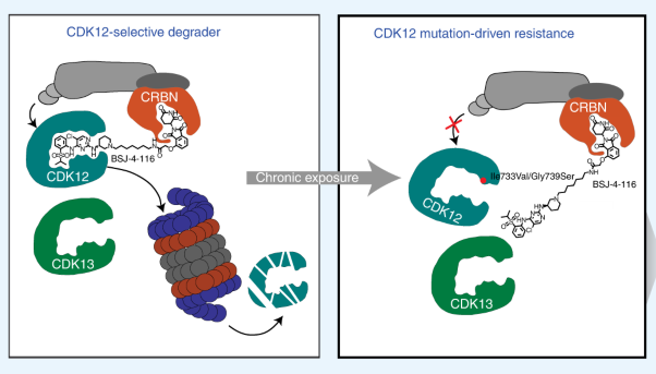 Discovery and resistance mechanism of a selective CDK12 degrader