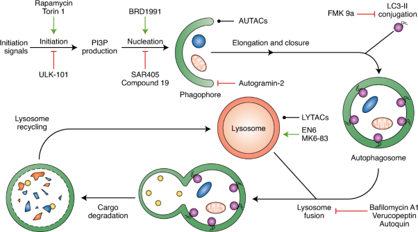 Small molecule probes for targeting autophagy