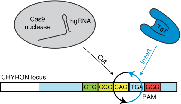 Lineage tracing and analog recording in mammalian cells by single-site DNA writing