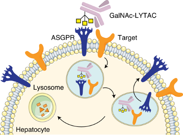 LYTACs that engage the asialoglycoprotein receptor for targeted protein degradation