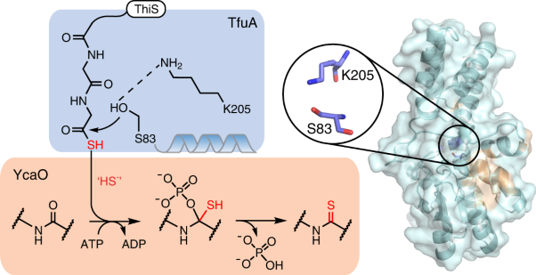 Functional elucidation of TfuA in peptide backbone thioamidation
