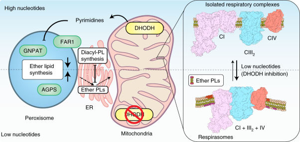 Peroxisomal-derived ether phospholipids link nucleotides to respirasome assembly