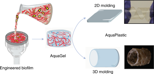 Water-processable, biodegradable and coatable aquaplastic from engineered biofilms