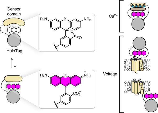 The HaloTag as a general scaffold for far-red tunable chemigenetic indicators