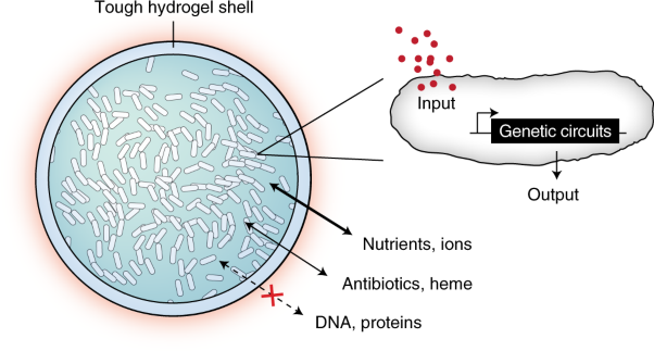 Hydrogel-based biocontainment of bacteria for continuous sensing and computation