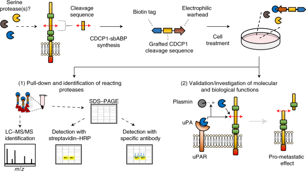 Substrate-biased activity-based probes identify proteases that cleave receptor CDCP1