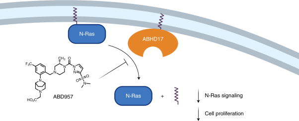 ABHD17 regulation of plasma membrane palmitoylation and N-Ras-dependent cancer growth