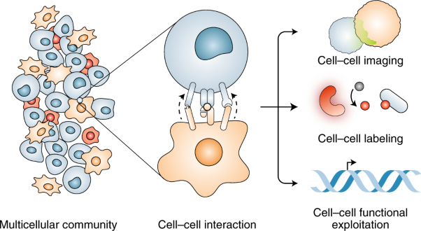 Strategies for monitoring cell–cell interactions