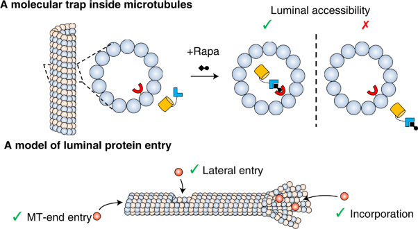 A molecular trap inside microtubules probes luminal access by soluble proteins
