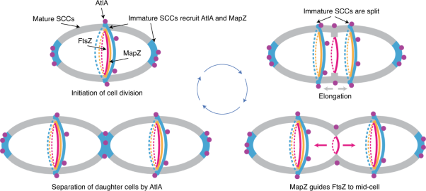Modification of cell wall polysaccharide guides cell division in <i>Streptococcus mutans</i>