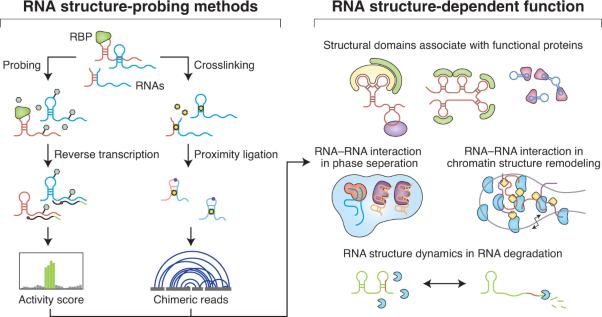 RNA structure probing uncovers RNA structure-dependent biological functions