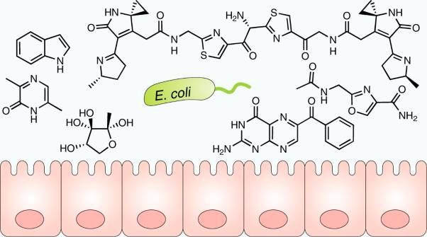 <i>Escherichia coli</i> small molecule metabolism at the host–microorganism interface