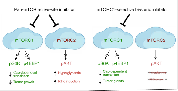 Selective inhibitors of mTORC1 activate 4EBP1 and suppress tumor growth