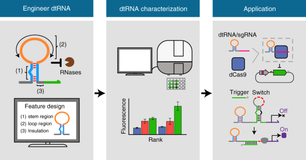 Predictable control of RNA lifetime using engineered degradation-tuning RNAs
