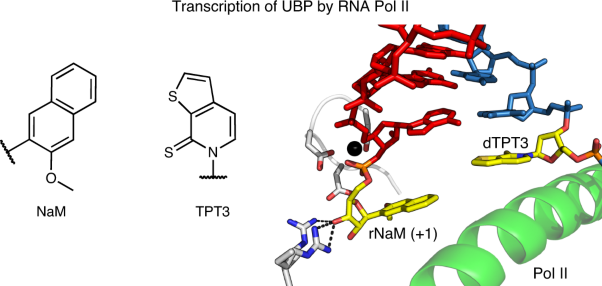 Transcriptional processing of an unnatural base pair by eukaryotic RNA polymerase II