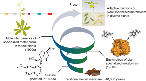 Adaptive mechanisms of plant specialized metabolism connecting chemistry to function