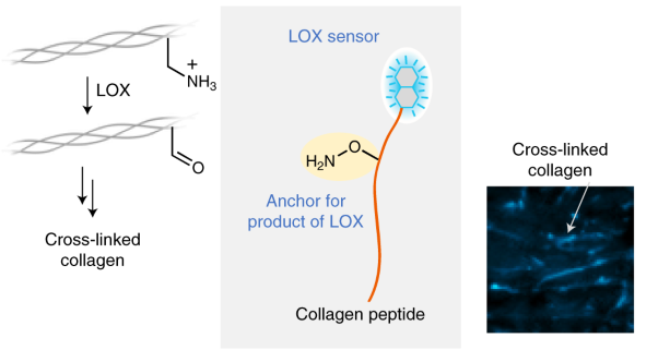 Imaging and targeting LOX-mediated tissue remodeling with a reactive collagen peptide