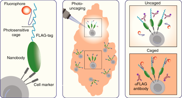 Single-cell analysis of regions of interest (SCARI) using a photosensitive tag