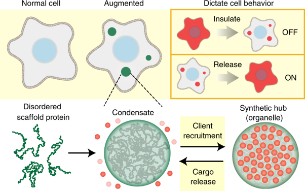 Designer membraneless organelles sequester native factors for control of cell behavior