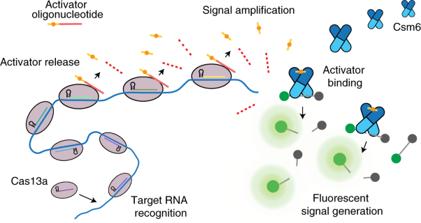 Accelerated RNA detection using tandem CRISPR nucleases