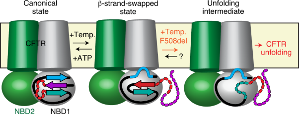 A topological switch in CFTR modulates channel activity and sensitivity to unfolding