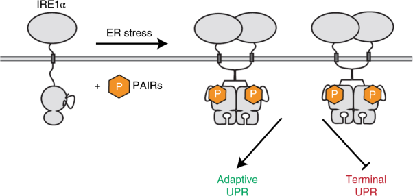 ATP-competitive partial antagonists of the IRE1α RNase segregate outputs of the UPR