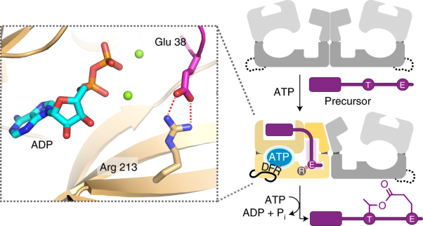 Molecular mechanism underlying substrate recognition of the peptide macrocyclase PsnB