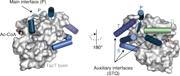 Auxiliary interfaces support the evolution of specific toxin–antitoxin pairing