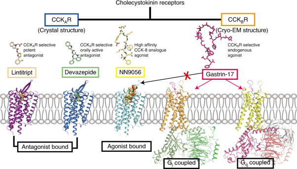 Structures of the human cholecystokinin receptors bound to agonists and antagonists