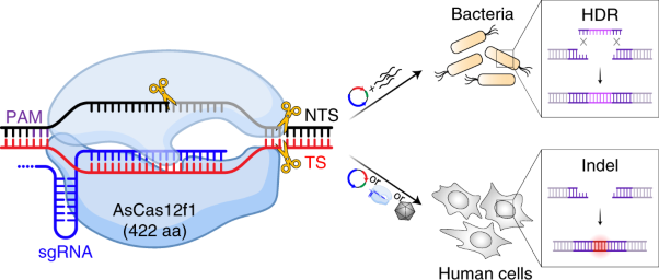 Programmed genome editing by a miniature CRISPR-Cas12f nuclease
