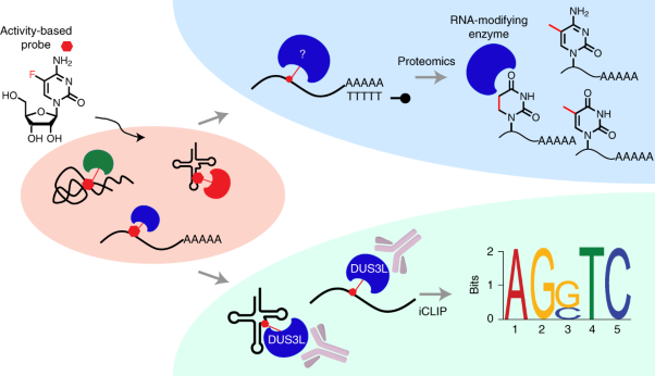 Activity-based RNA-modifying enzyme probing reveals DUS3L-mediated dihydrouridylation