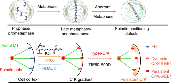 Dynamic crotonylation of EB1 by TIP60 ensures accurate spindle positioning in mitosis
