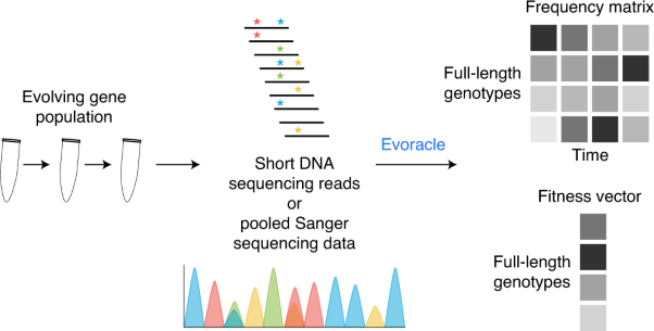 Reconstruction of evolving gene variants and fitness from short sequencing reads