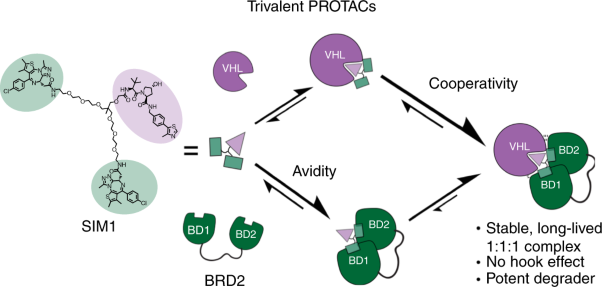 Trivalent PROTACs enhance protein degradation via combined avidity and cooperativity