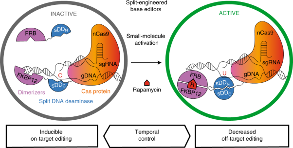 Controllable genome editing with split-engineered base editors