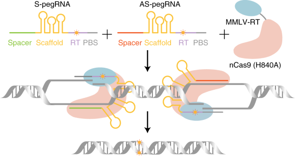 Increasing the efficiency and precision of prime editing with guide RNA pairs