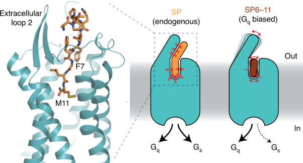 Selective G protein signaling driven by substance P–neurokinin receptor dynamics