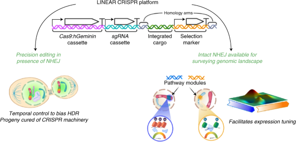 A repackaged CRISPR platform increases homology-directed repair for yeast engineering