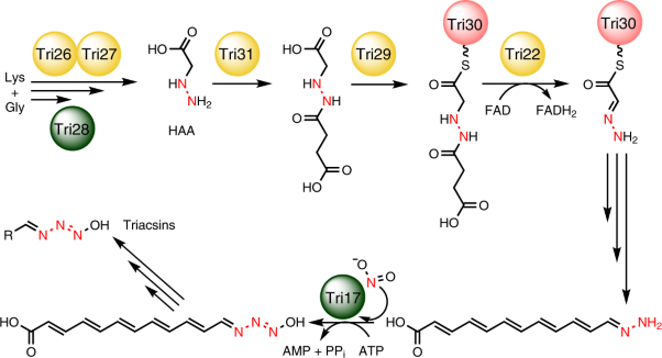 Biosynthesis of triacsin featuring an <i>N</i>-hydroxytriazene pharmacophore