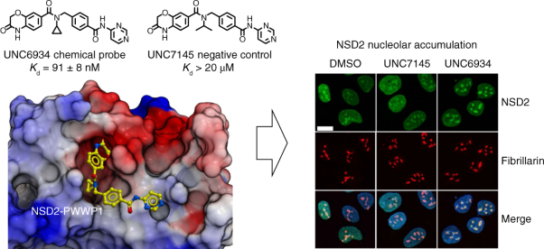 A chemical probe targeting the PWWP domain alters NSD2 nucleolar localization