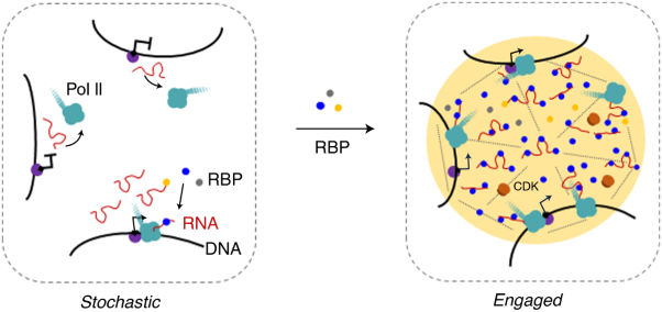 Phase separation of RNA-binding protein promotes polymerase binding and transcription