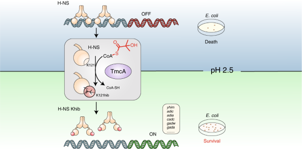TmcA functions as a lysine 2-hydroxyisobutyryltransferase to regulate transcription