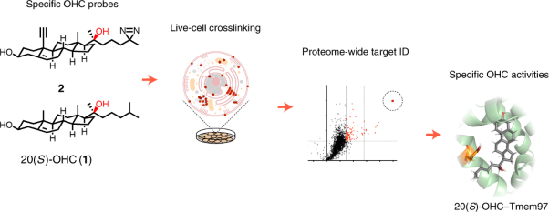 A proteome-wide map of 20(<i>S</i>)-hydroxycholesterol interactors in cell membranes