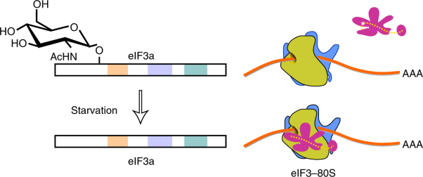 Dynamic eIF3a <i>O</i>-GlcNAcylation controls translation reinitiation during nutrient stress