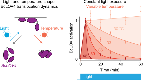 Temperature-responsive optogenetic probes of cell signaling