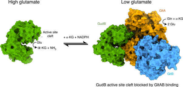 A counter-enzyme complex regulates glutamate metabolism in <i>Bacillus subtilis</i>