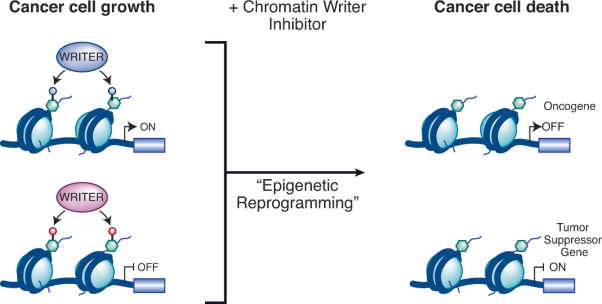 Small molecule targeting of chromatin writers in cancer